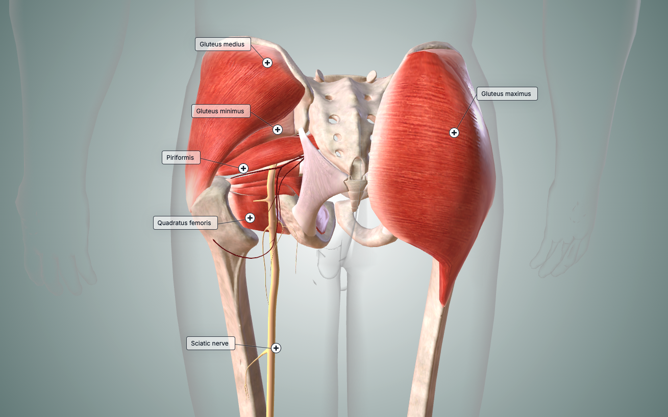 gluteal area